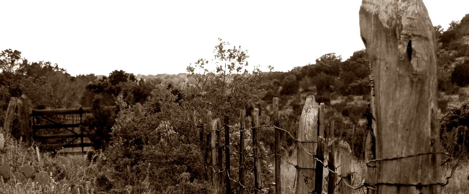 Image of a fence with foliage