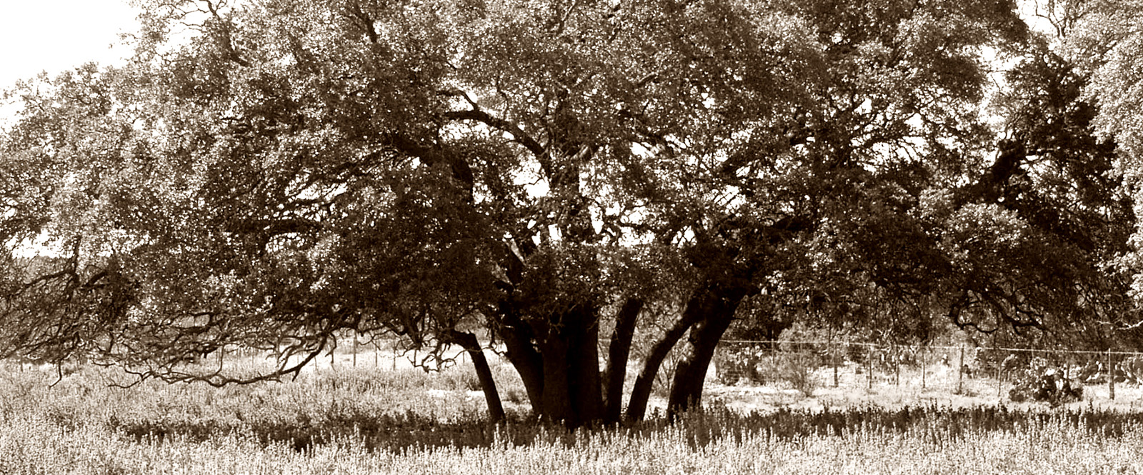 tree in a field image