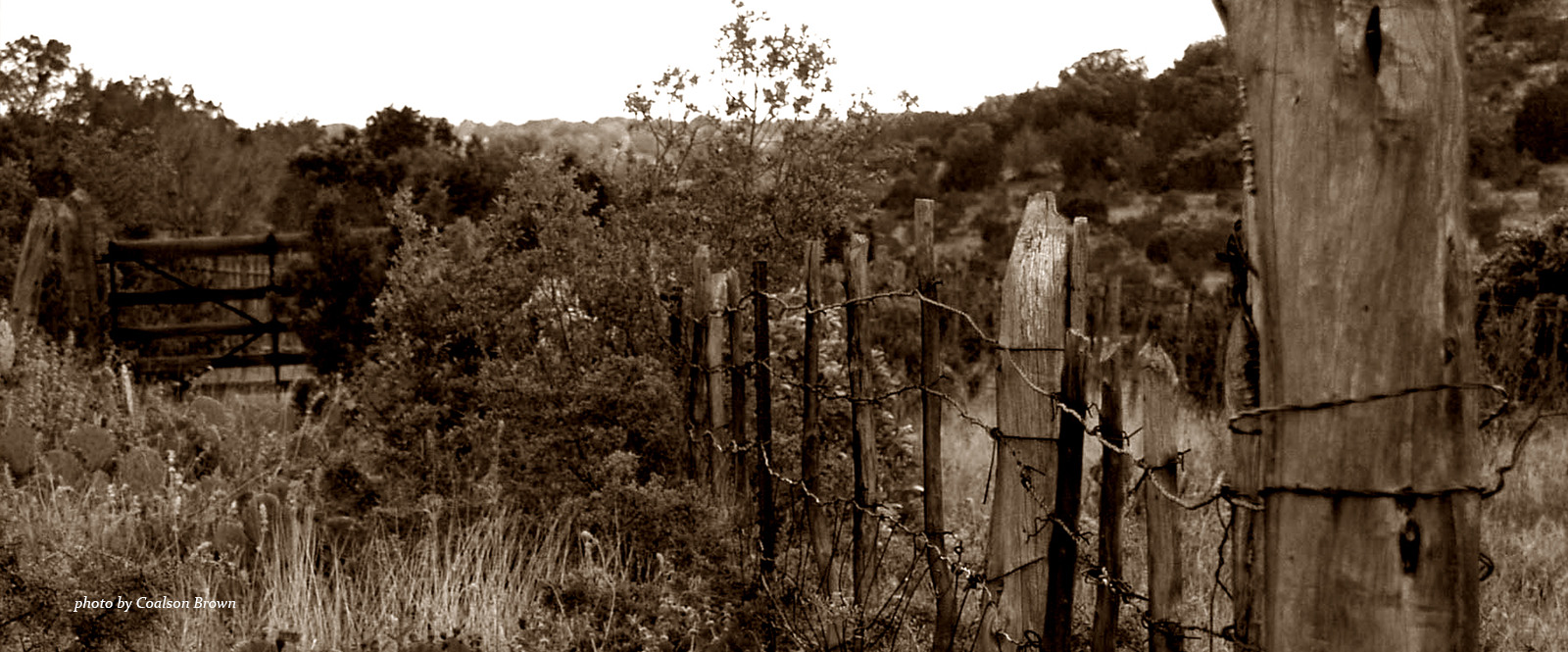 fence and foliage image